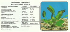 Akvarijske rastline Echinodorus barthii