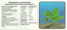 Akvarijske rastline Echinodorus horizontalis