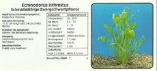 Akvarijske rastline Echinodorus isthmicus