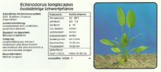 Akvarijske rastline Echinodorus longiscapus
