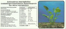 Akvarijske rastline Echinodorus macrophyllus