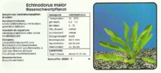 Akvarijske rastline Echinodorus maior