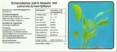 Akvarijske rastline Echinodorus osiris beauty red