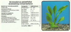 Akvarijske rastline Echinodorus palaefolius