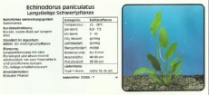 Akvarijske rastline Echinodorus paniculatus