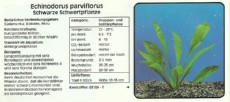 Akvarijske rastline Echinodorus parviflorus