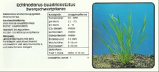 Akvarijske rastline Echinodorus quadricostatus