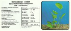 Akvarijske rastline Echinodorus scaber
