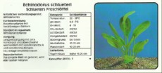 Akvarijske rastline Echinodorus schlueteri