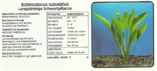 Akvarijske rastline Echinodorus subalatus