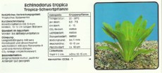 Akvarijske rastline Echinodorus tropica