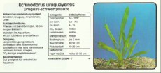 Akvarijske rastline Echinodorus uruguayensis