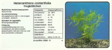 Akvarijske rastline Heteranthera zosterifolia