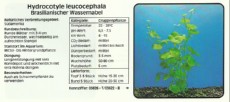 Akvarijske rastline Hydrocotyle leucocephala