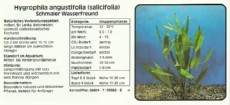 Akvarijske rastline Hygrophila angustifolia