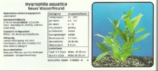 Akvarijske rastline Hygrophila aquatica