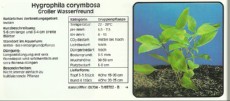 Akvarijske rastline Hygrophila corymbosa