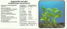 Akvarijske rastline Hygrophila nervata