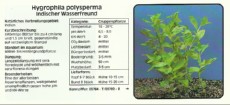 Akvarijske rastline Hygrophila polysperma