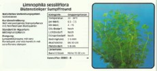 Akvarijske rastline Limnophila sessiliflora