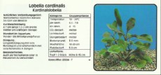 Akvarijske rastline Lobelia cardinalis