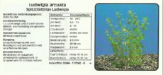 Akvarijske rastline Ludwigia arcuata