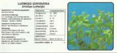 Akvarijske rastline Ludwigia glandulosa