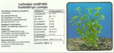Akvarijske rastline Ludwigia ovalifolia