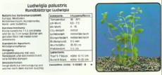 Akvarijske rastline Ludwigia palustris