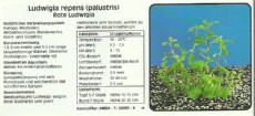 Akvarijske rastline Ludwigia repens
