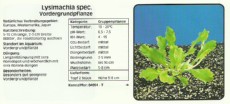 Akvarijske rastline Lysimachia spec