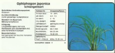 Akvarijske rastline Ophiphogon japonica