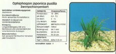 Akvarijske rastline Ophiphogon japonica pusilla