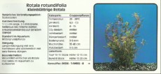 Akvarijske rastline Rotala rotundifolia
