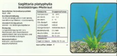 Akvarijske rastline Sagittaria platyphylla