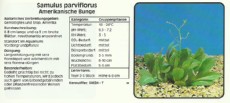 Akvarijske rastline Samulus parviflorus