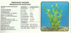 Akvarijske rastline Shinnersia rivularis
