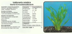 Akvarijske rastline Vallisneria asiatica