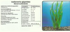 Akvarijske rastline Vallisneria gigantea