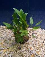 Akvarijske rastline akvarij crycptocoryne green