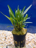 Akvarijske rastline akvarij crycptocyrone