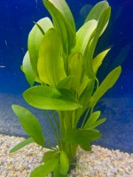 Akvarijske rastline akvarij echinodorus