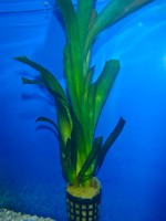 Akvarijske rastline akvarij valisneria
