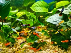 Akvarijske rastline akvarij zelo odporne tropske rastline