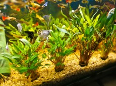 Akvarijske rastline rastline za tropski akvarij