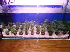 Akvarijske rastline vodne rastline