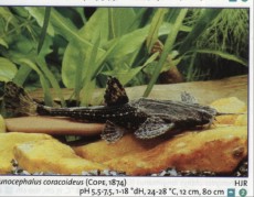 Ribe cistilci bunucephalus coracoides