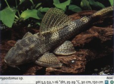 Ribe cistilci hypostomus punctatus