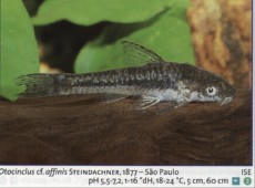 Ribe cistilci otocinklus affinis
