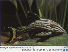 Ribe cistilci panaque nigrolineatus
